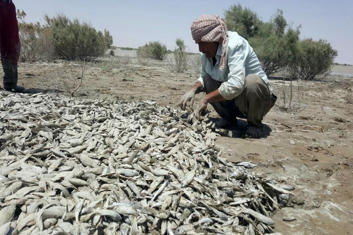 مشخص شدن علت مرگ ماهیان اردبیل