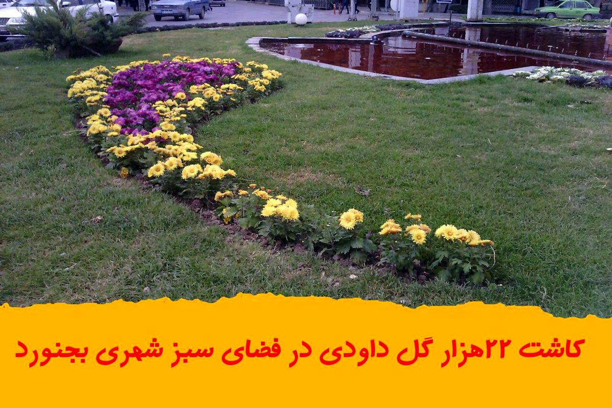 کاشت ۲۲هزار گل داودی در فضای سبز شهری بجنورد