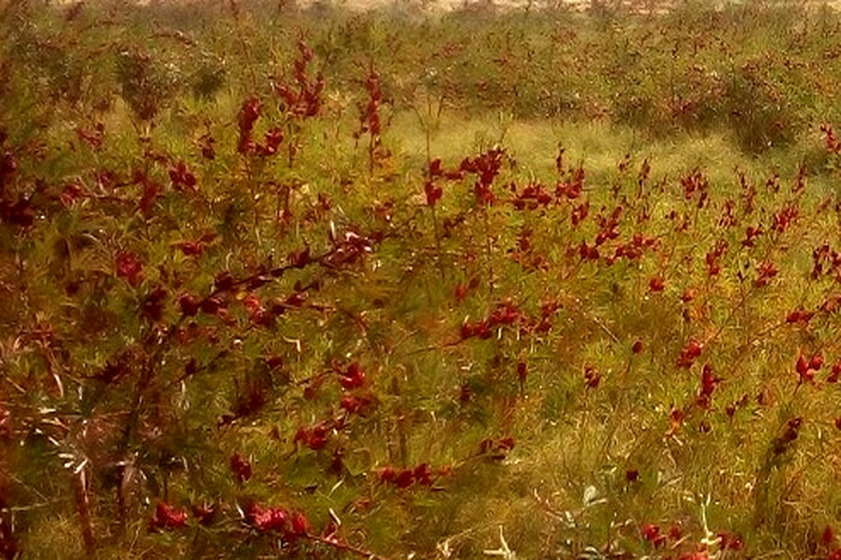 مزارع چای ترش در جنوب غرب سیستان و بلوچستان