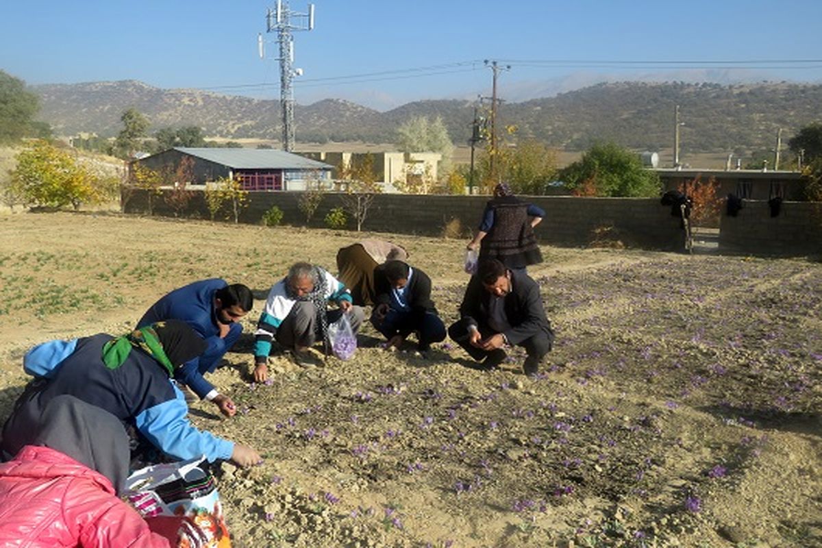 ایجاد ۲۷ مزرعه زعفران در بویراحمد و دنا