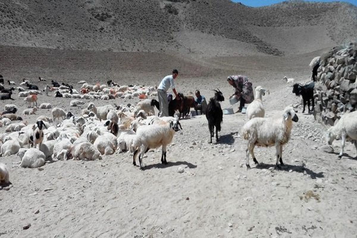 ۲۷ هزار تن علوفه و خوراک دام بین عشایر خراسان جنوبی توزیع شد