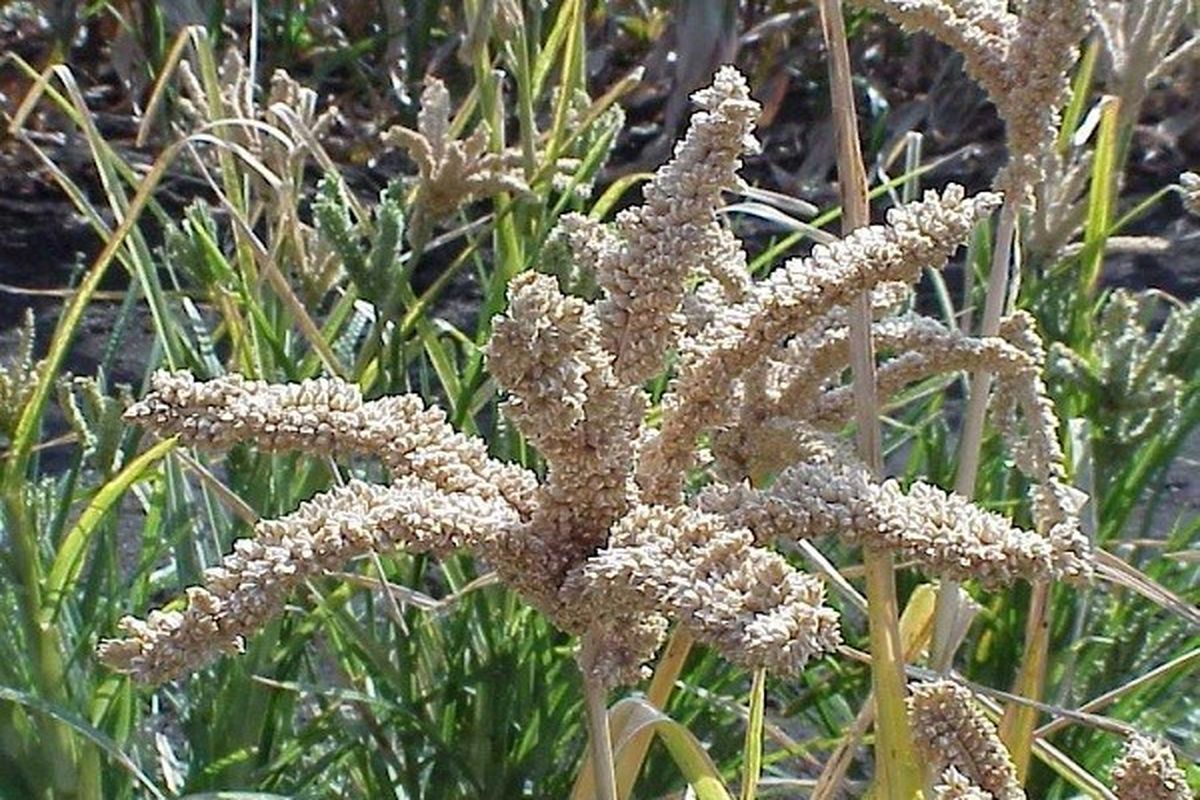 ارزن کشت جایگزین برنج در نجف آباد