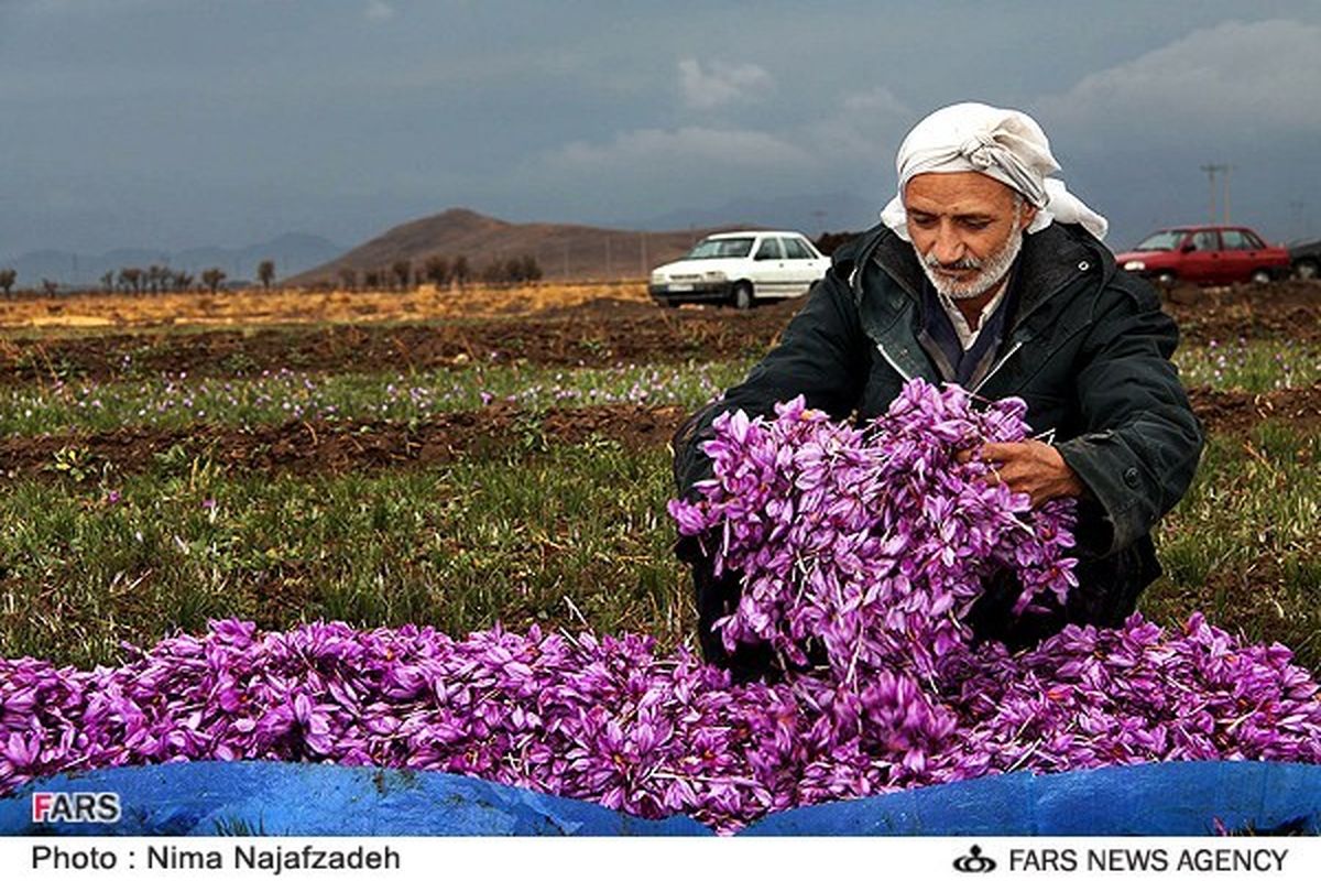 آغاز برداشت زعفران از مزارع سیروان