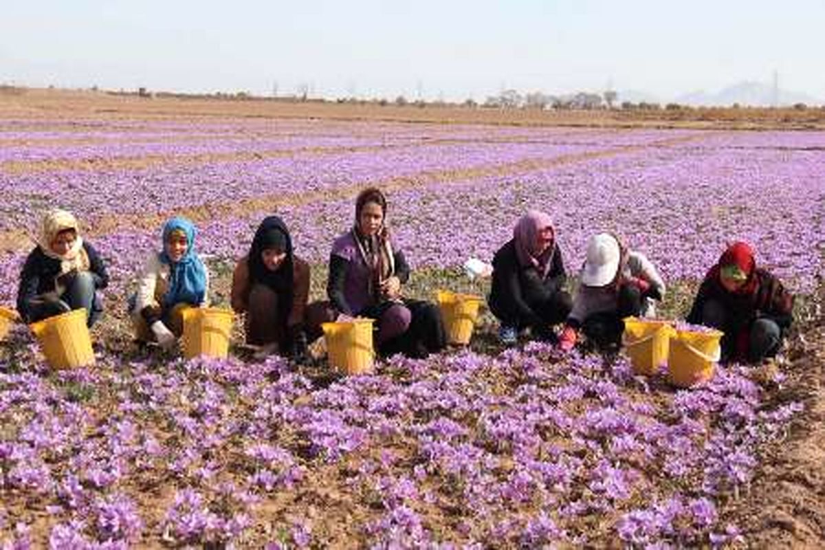 برداشت زعفران در فاروج آغاز شد