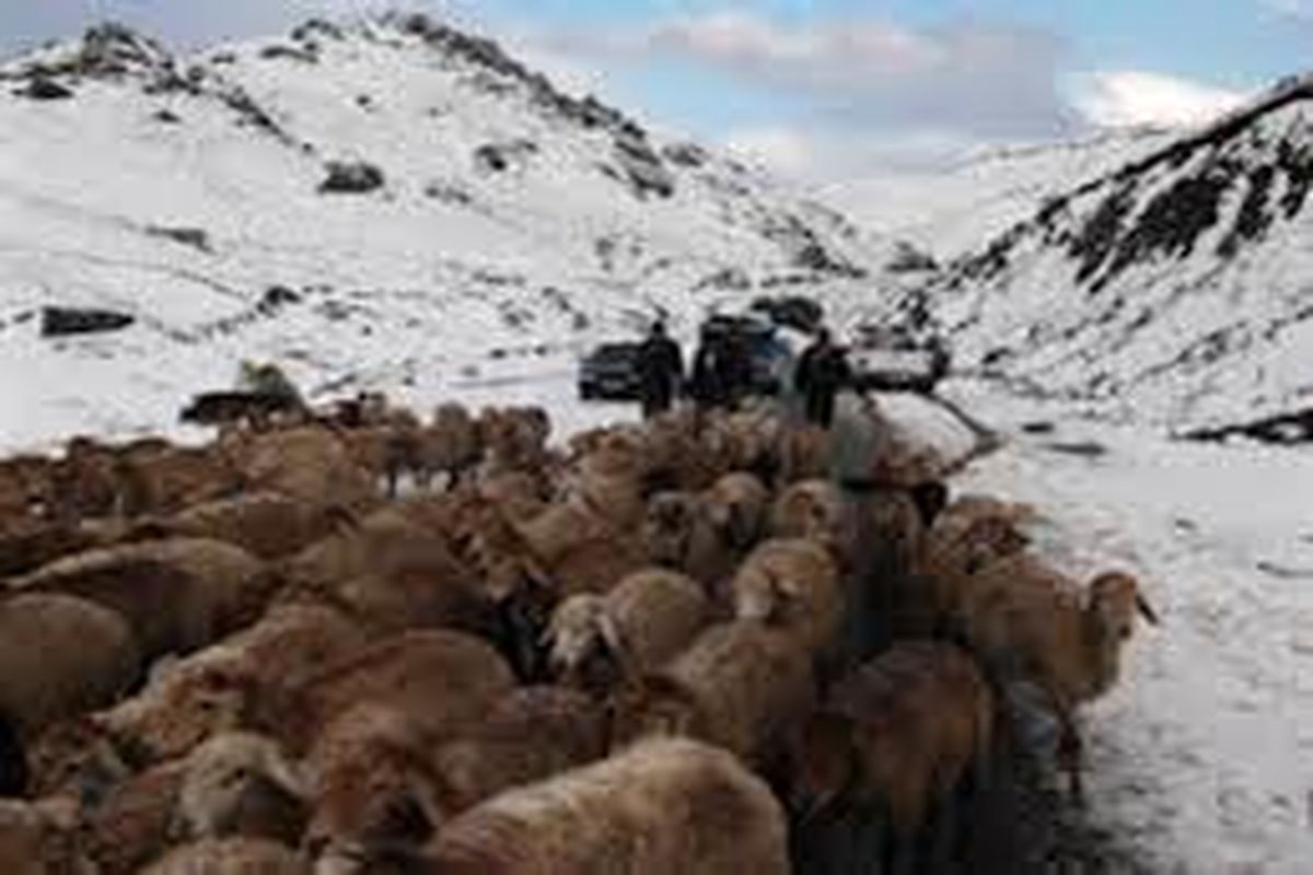 عشایر گرفتار در برف در مشگین شهر نجات یافتند