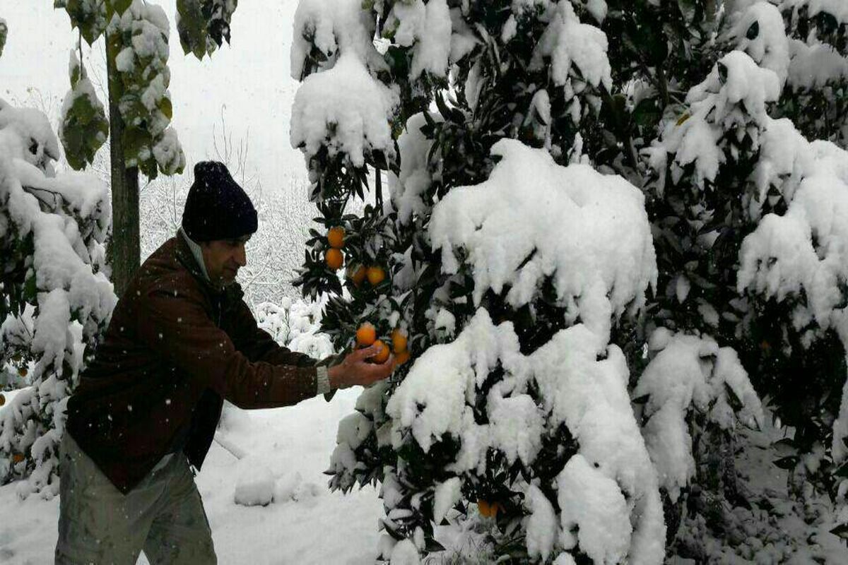 تراژدی سنگین برف و باغ در مازندران