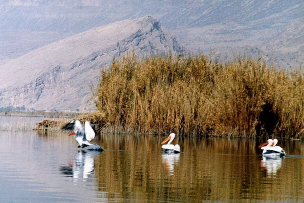 احیای دوباره تالاب بین المللی قوپی باباعلی مهاباد