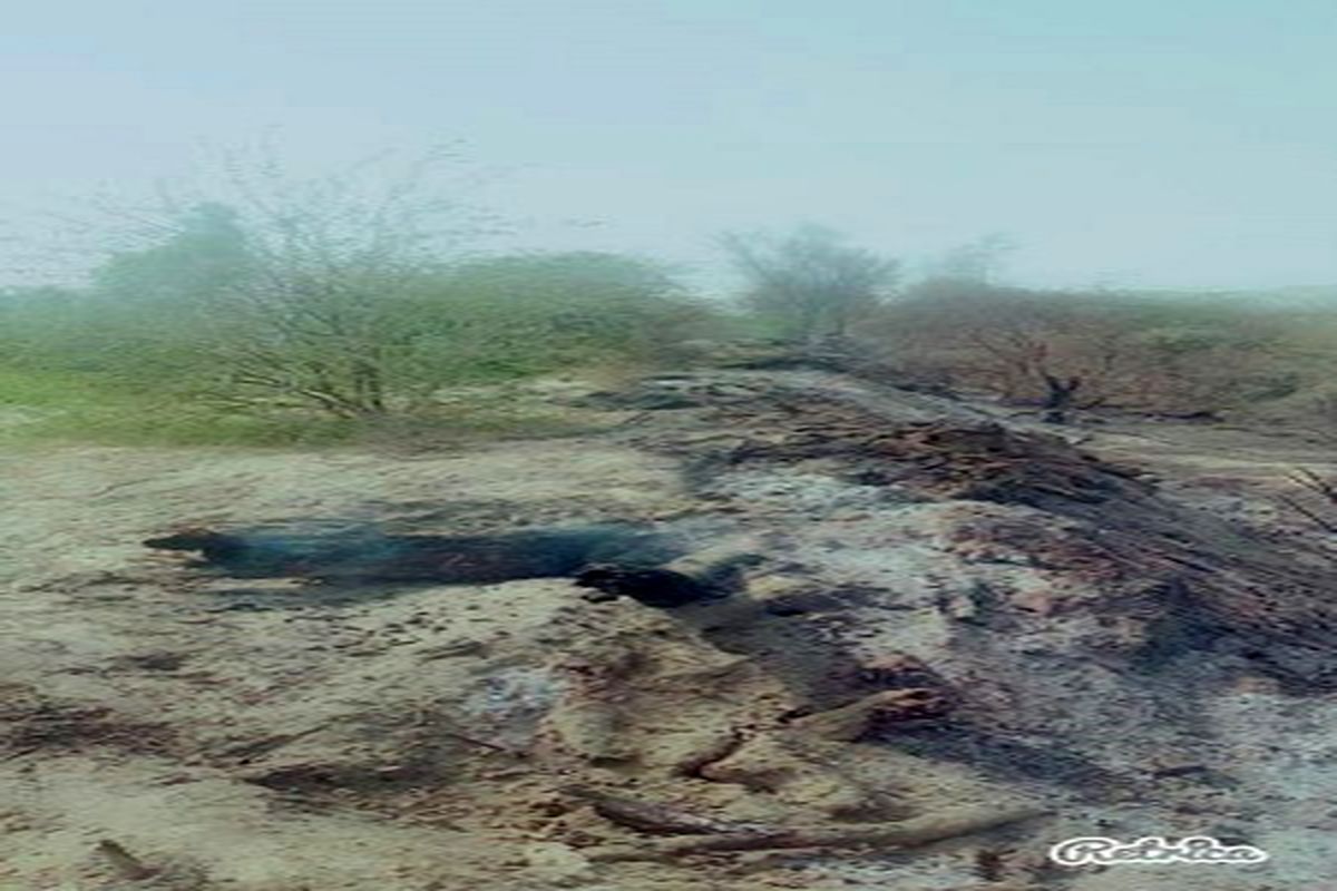 آتش سوزی ۲ هزار و ۵۰۰ متر مربع ازجنگلهای دشت جگین شهرستان جاسک به علت سهل انگاری و بی توجهی افراد و خاموش نکردن آتش هنگام پخت غذا