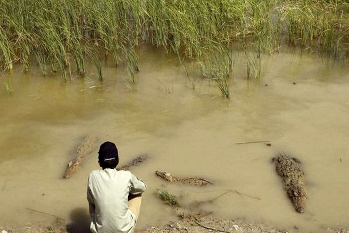 سرشماری گاندوهای سیستان و بلوچستان برنامه ویژه کارشناسان استان در ایام نوروز