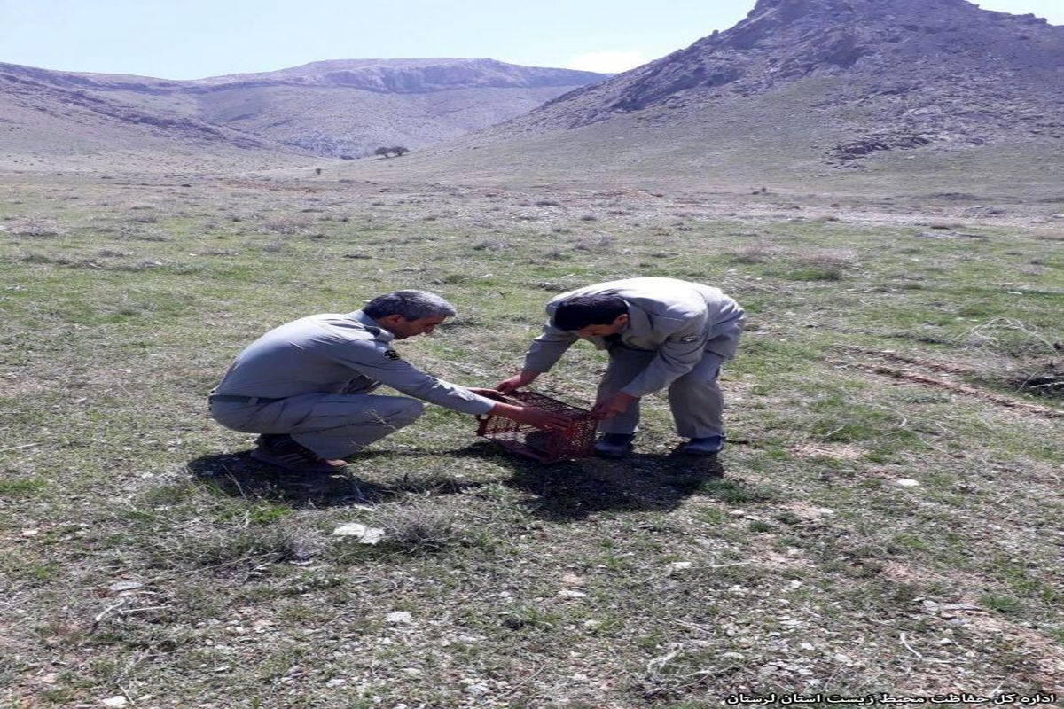 بازگشت  جوجه تیغی به دامن کوهستان