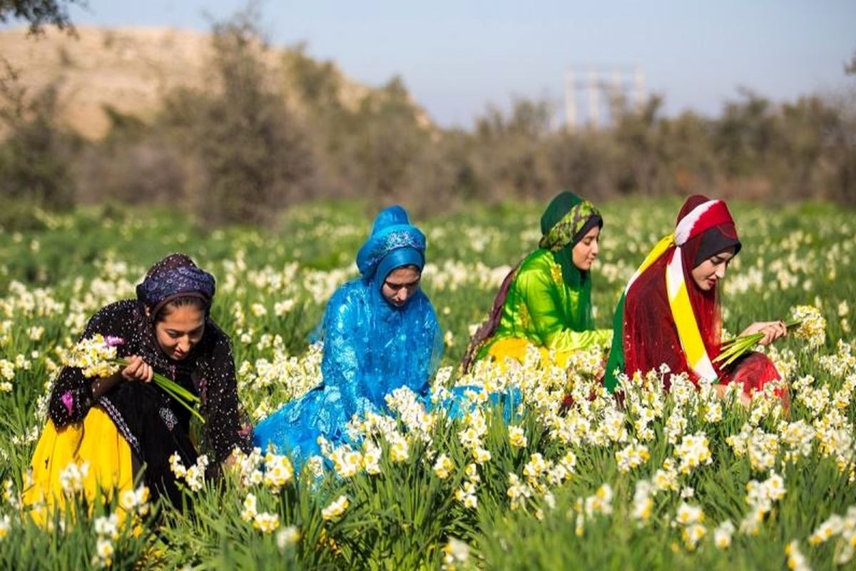 شروع جشنواره نرگس در بهبهان