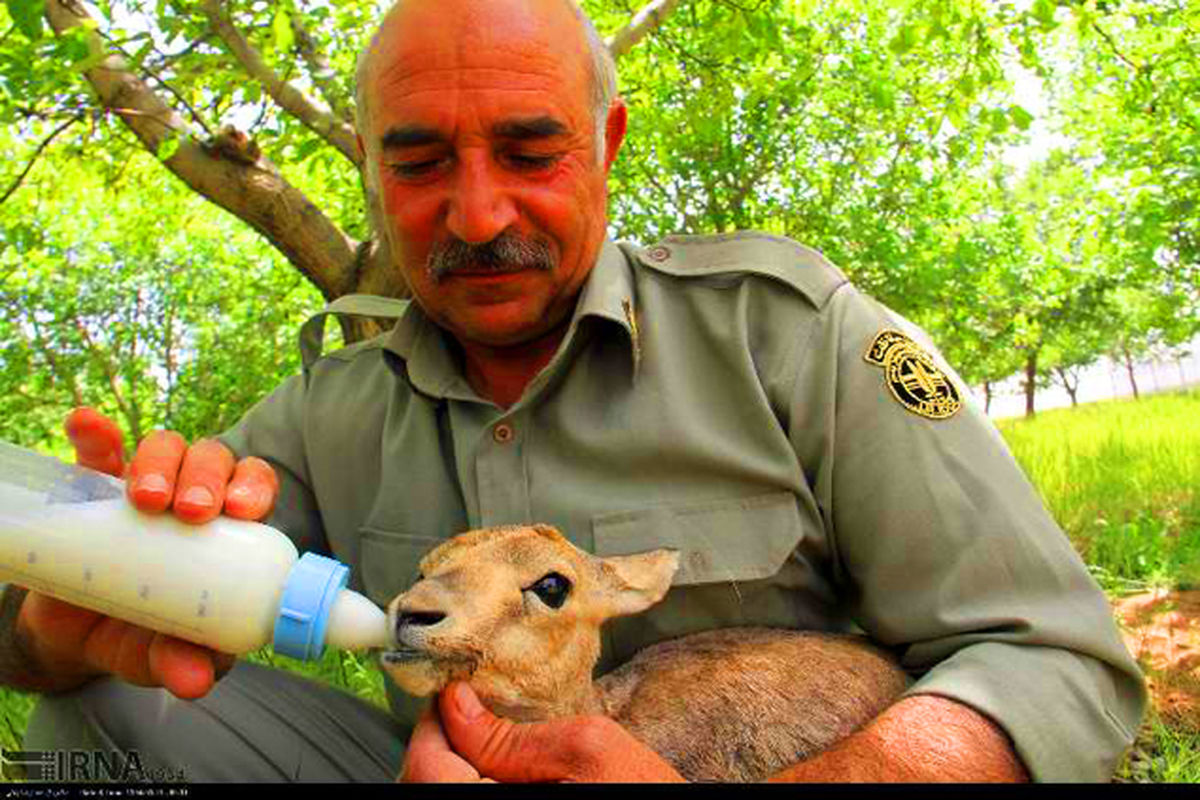 زنگ خطری برای آهوان دشت سهرین