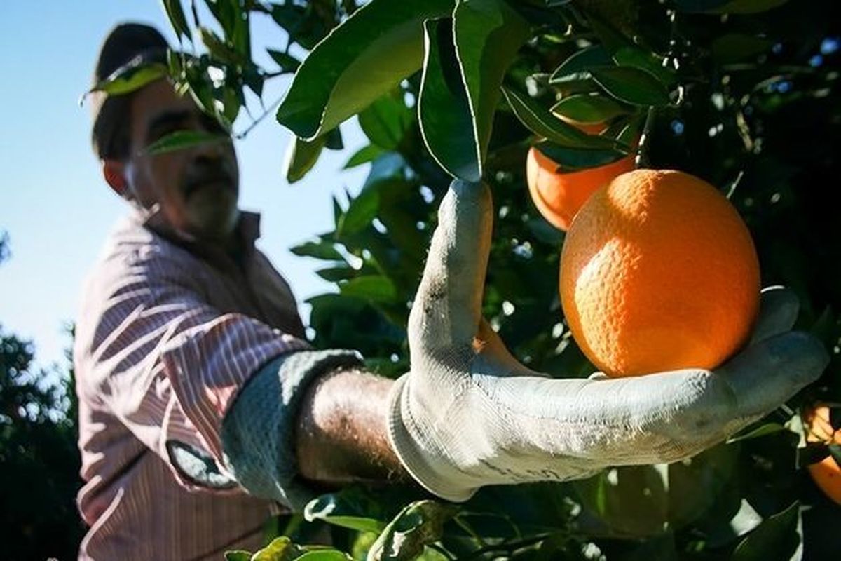 افزایش ۵ درصدی تولید پرتقال در هرمزگان