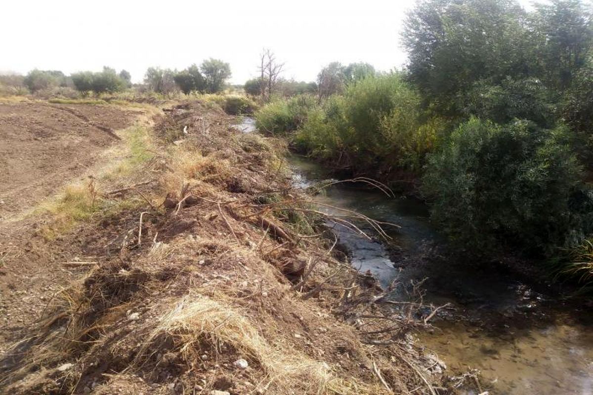 دشمنی در حق طبیعت با قطع درختان کهنسال در کنگاور