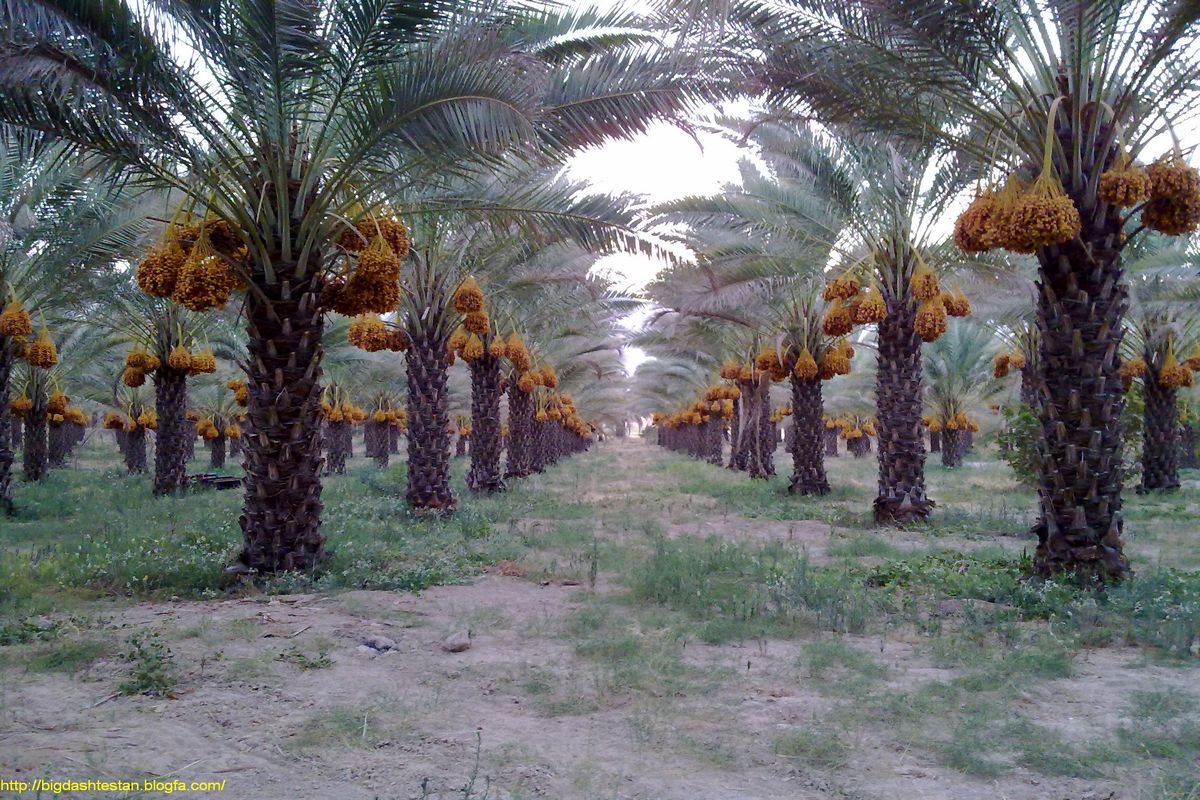 نخلداران بستکی برای مبارزه با بیماری لکه برگی نخل مجهز به سمپاش شدند