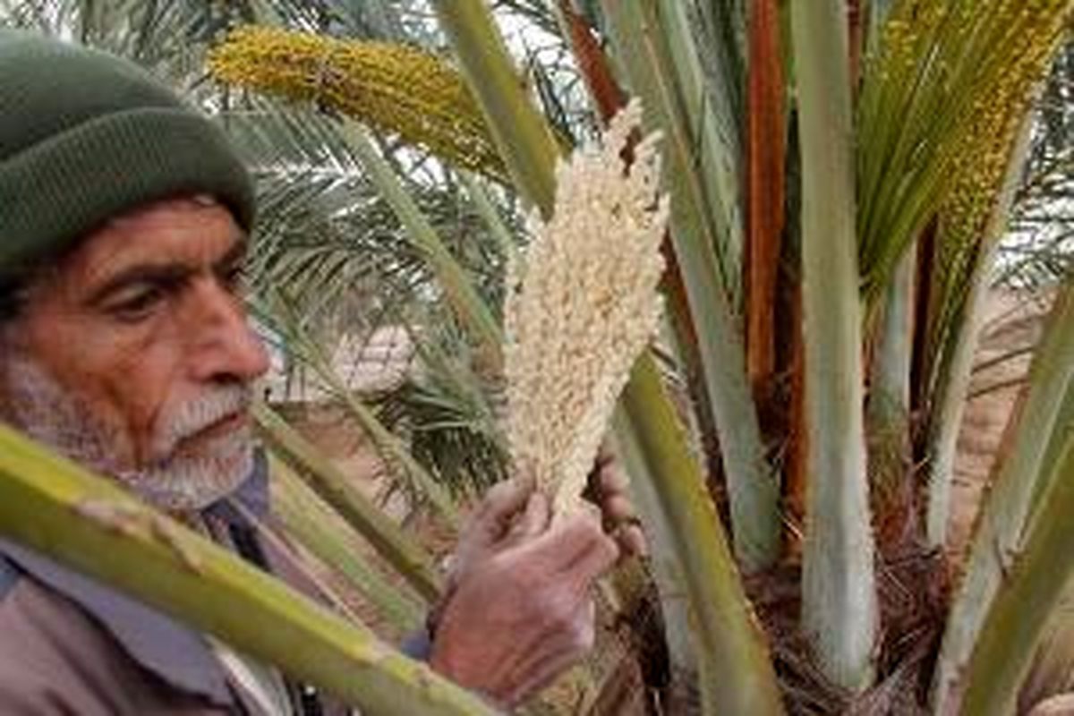 آغاز عملیات گرده افشانی نخیلات در هرمزگان