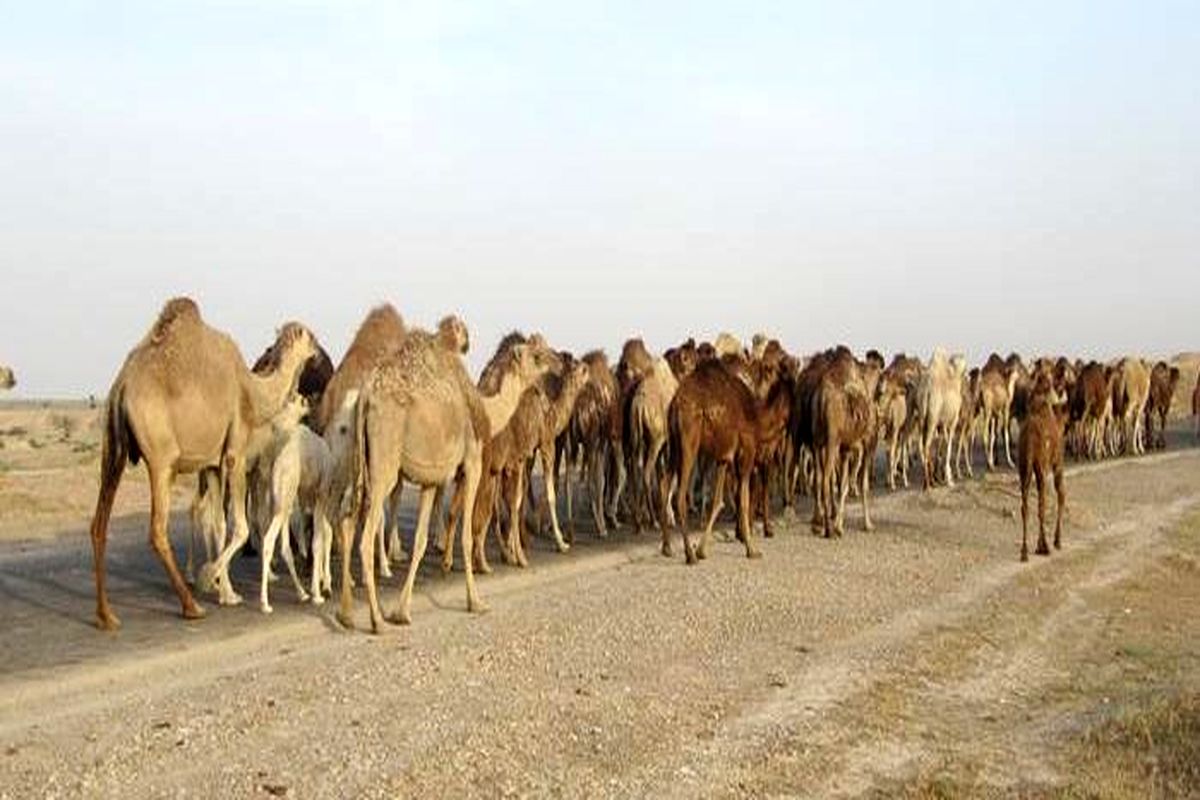 مهار ۷۰ نفر شتر قاچاق در مرز سراوان