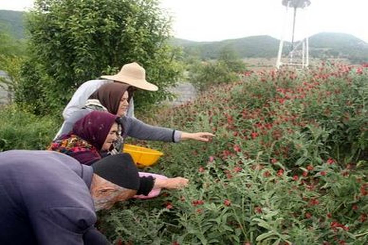 طبق گزارش بهداشت جهانی ۸۰ درصد مردم جهان از داروهای گیاهی استفاده می کنند