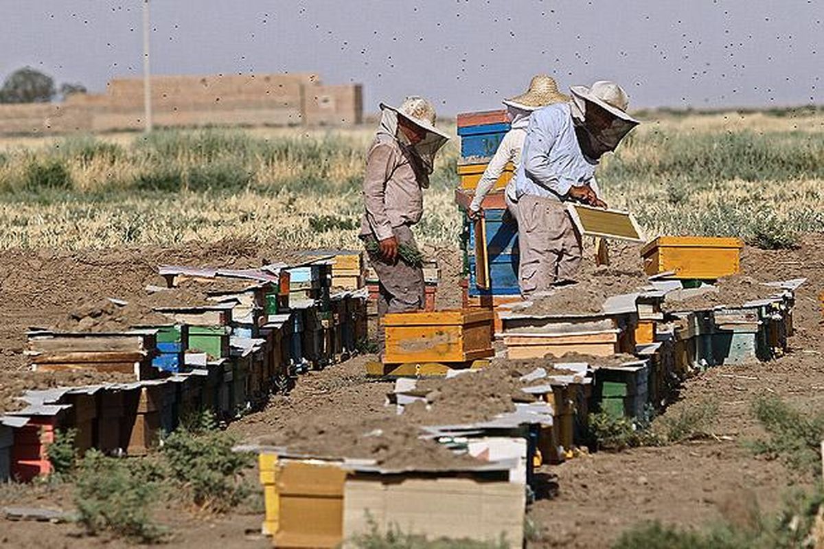 جایگاه نخست اصفهان از لحاظ سرانه تعداد کلنی زنبور عسل در کشور