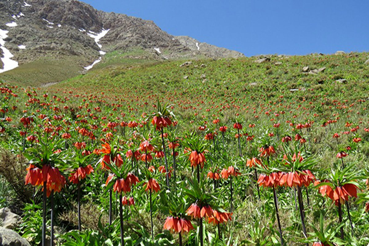 دشت لاله های واژگون خمین طبیعتی جذاب برای گردشگران