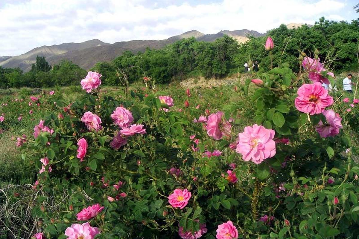 جشنواره گل محمدی در لاله زار بردسیر برگزار می شود