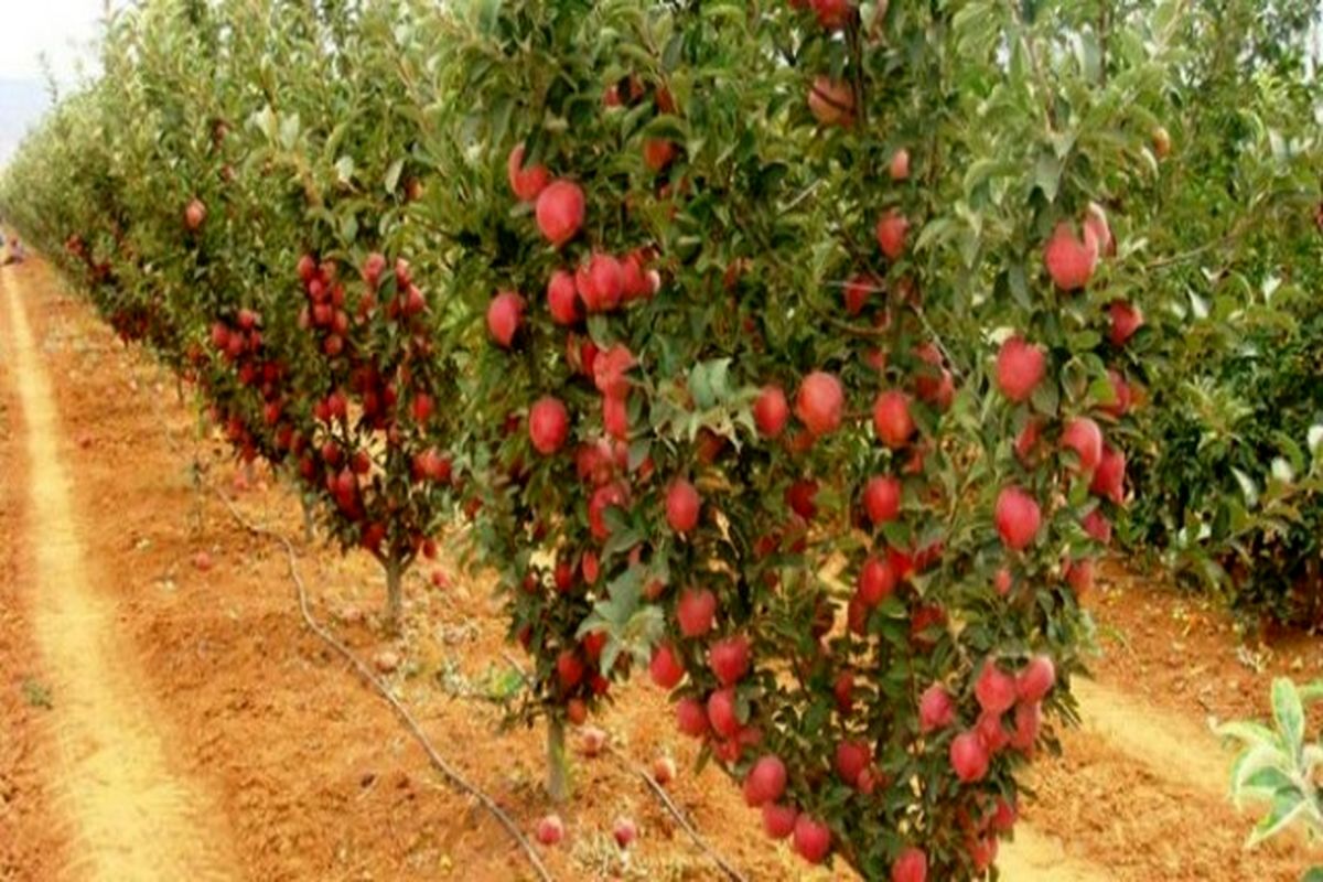 درخشش اصفهان در تولید نهال‌های استاندارد در سطح کشور