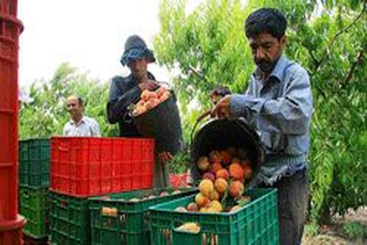 برداشت میوه از باغات کشت و صنعت مغان شروع شد