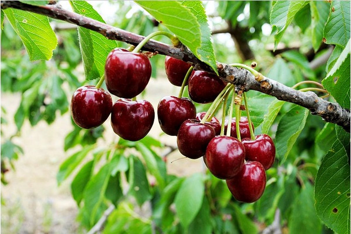 تامین ۳۰۰۰ اصله نهال گیلاس پایه رویشی گزیلا در استان در راستای فراهم کردن زیرساخت های برنامه اصلاح ونوسازی باغات استان