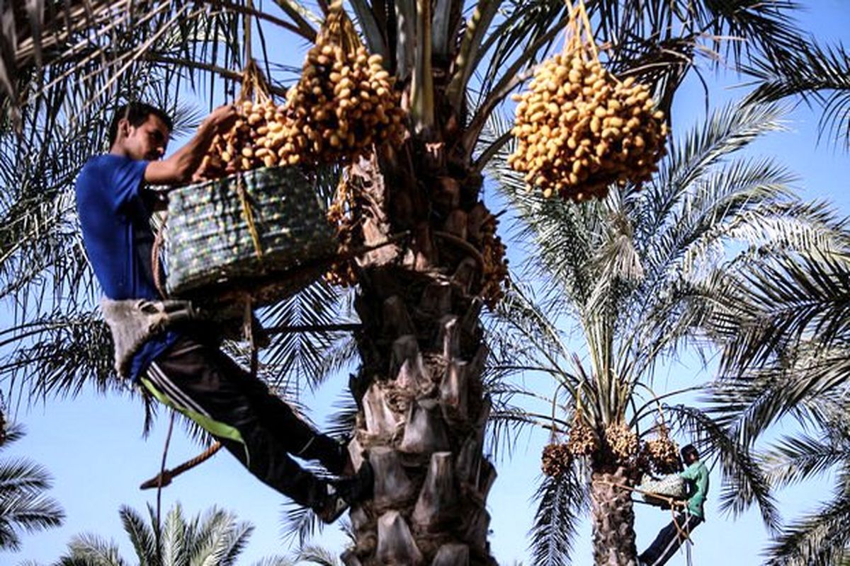 آغاز برداشت خرما در هرمزگان