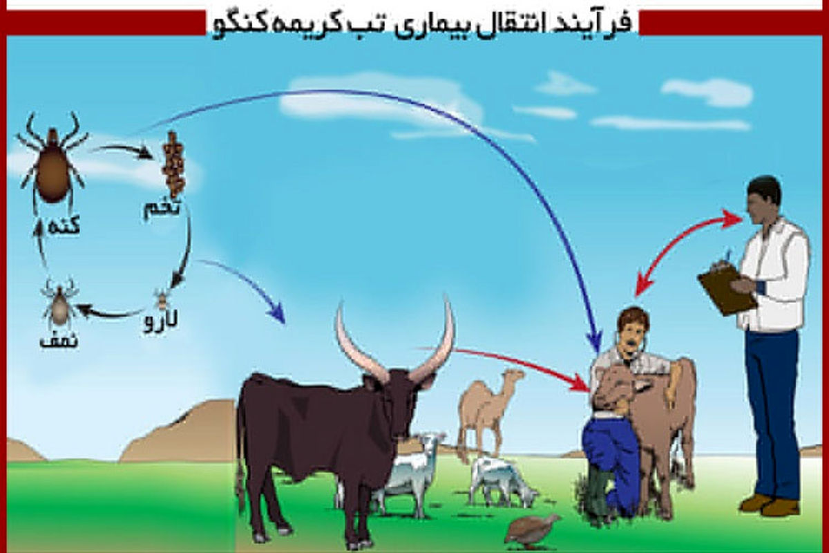 دامداران از جداسازی و له کردن کنه‌های روی بدن دام خودداری کنند