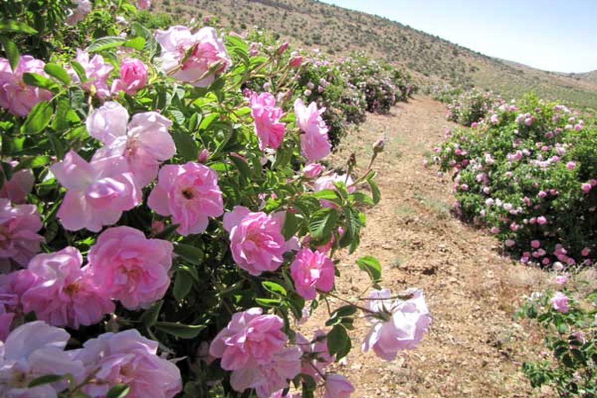 رشد ۱۹ درصدی کشت گل محمدی در استان اصفهان