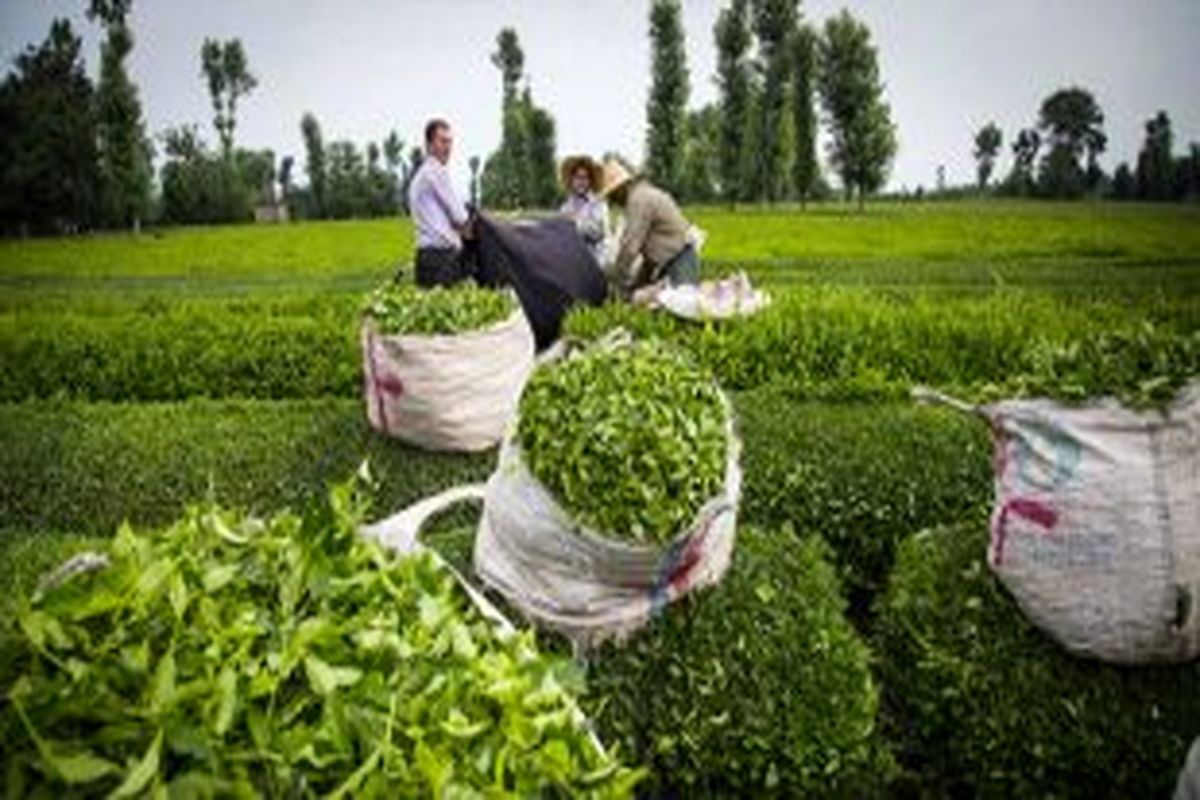 پرداخت نیمی از مطالبات چایکاران لاهیجانی