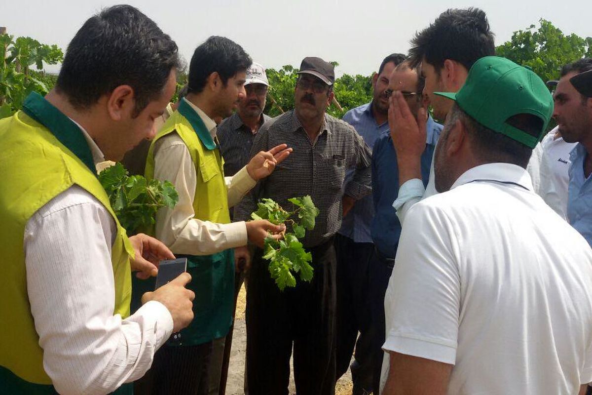 آشنایی باغداران تاکستانی با نحوه مبارزه با آفت زنجیره مو