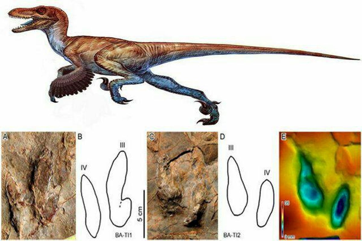 کشف ردپای دایناسورها در شهر بلده نور