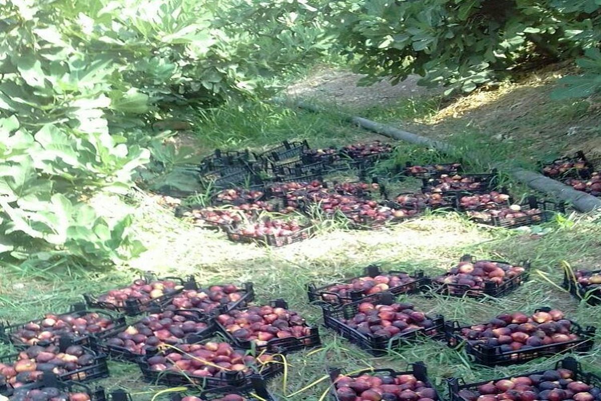 تولید۳۳ درصد کل انجیر سیاه کشور در لرستان/رتبه نخست پلدختر به عنوان قطب انجیر سیاه در کشور