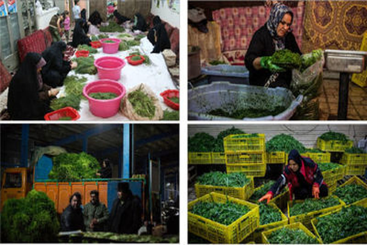 کارگاه های غیر مجاز فرآوری سبزی بلای جان مردم اصفهان