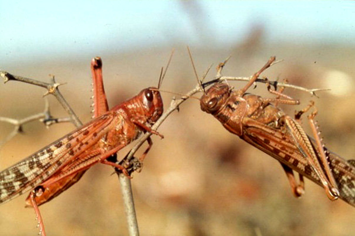 عملیات مبارزه با ملخ در۴۱۰  هکتاراز مراتع بخش مرکزی بجنورد