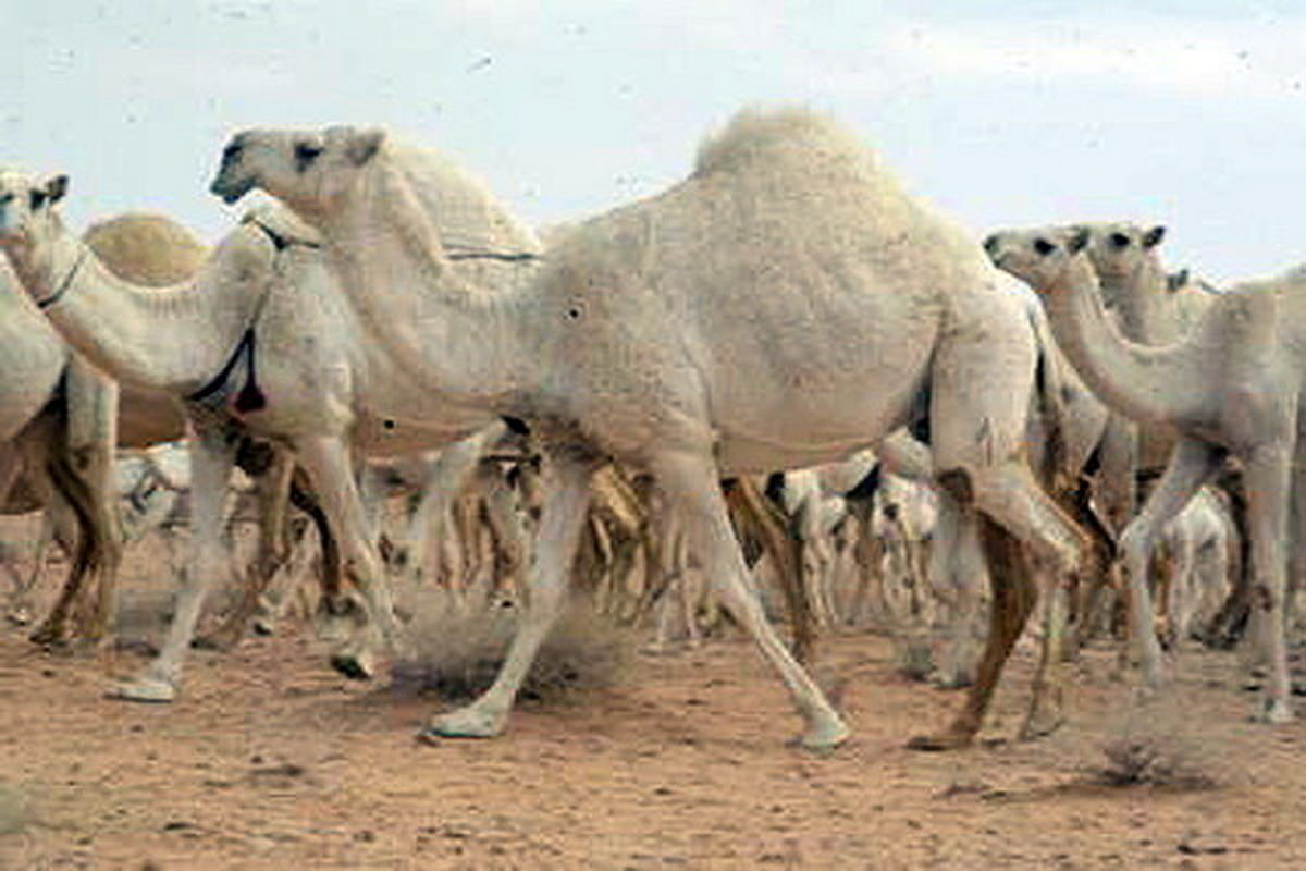 محموله شترهای قاچاق توقیف شد