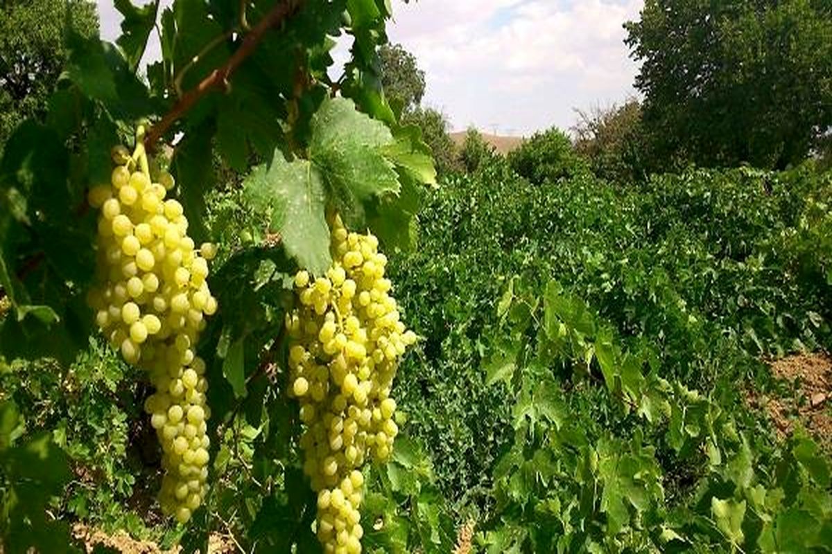 ابهر آماده برگزاری دومین جشنواره انگور