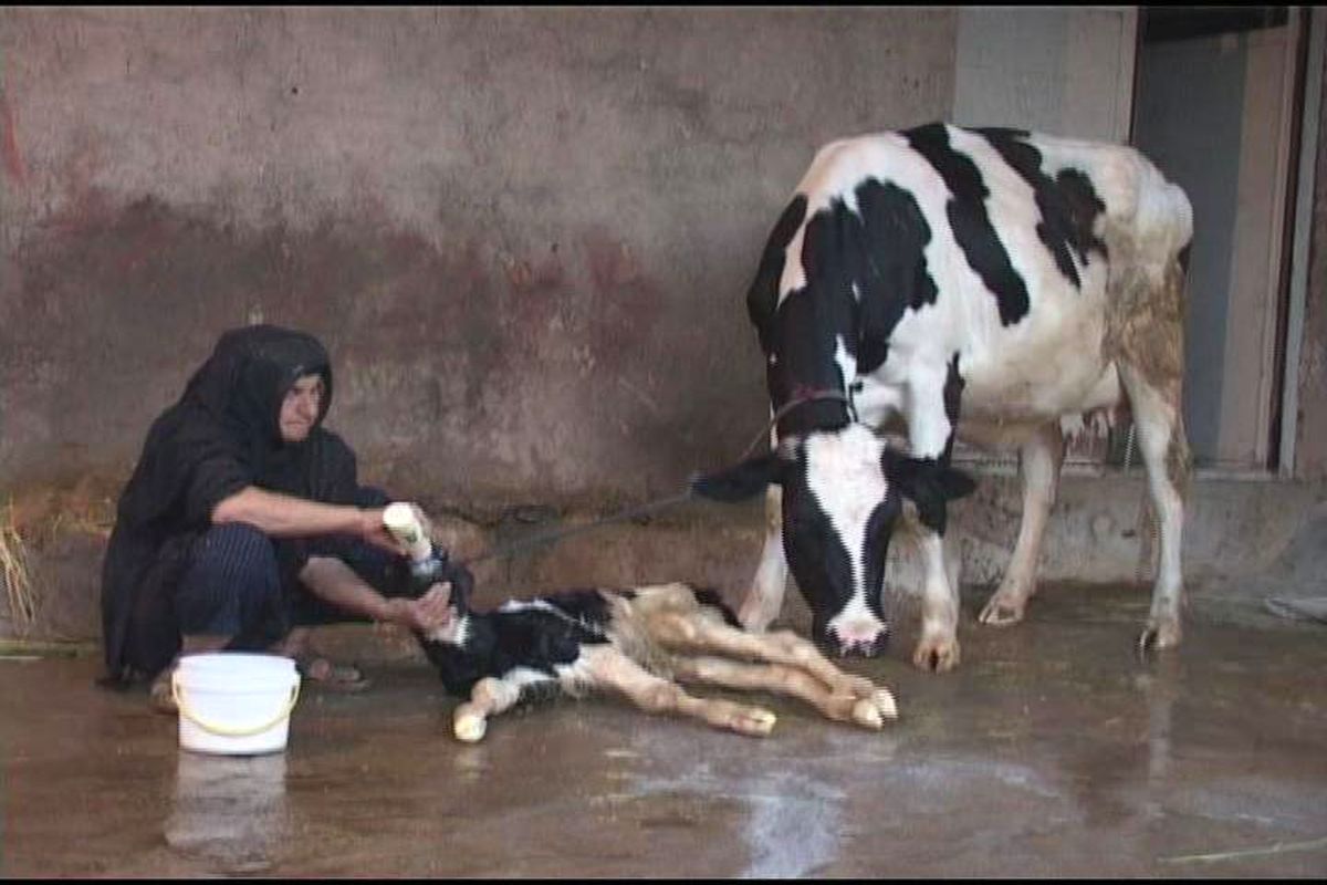 راهیابی مستند  بی بی طلا  به بخش نهایی جشنواره ملی بیطار