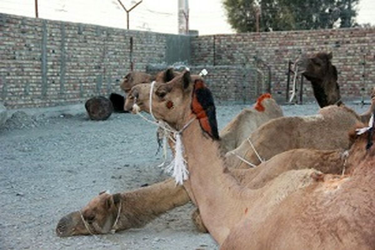 سیستان و بلوچستان، قطب پرورش شتر در کشور