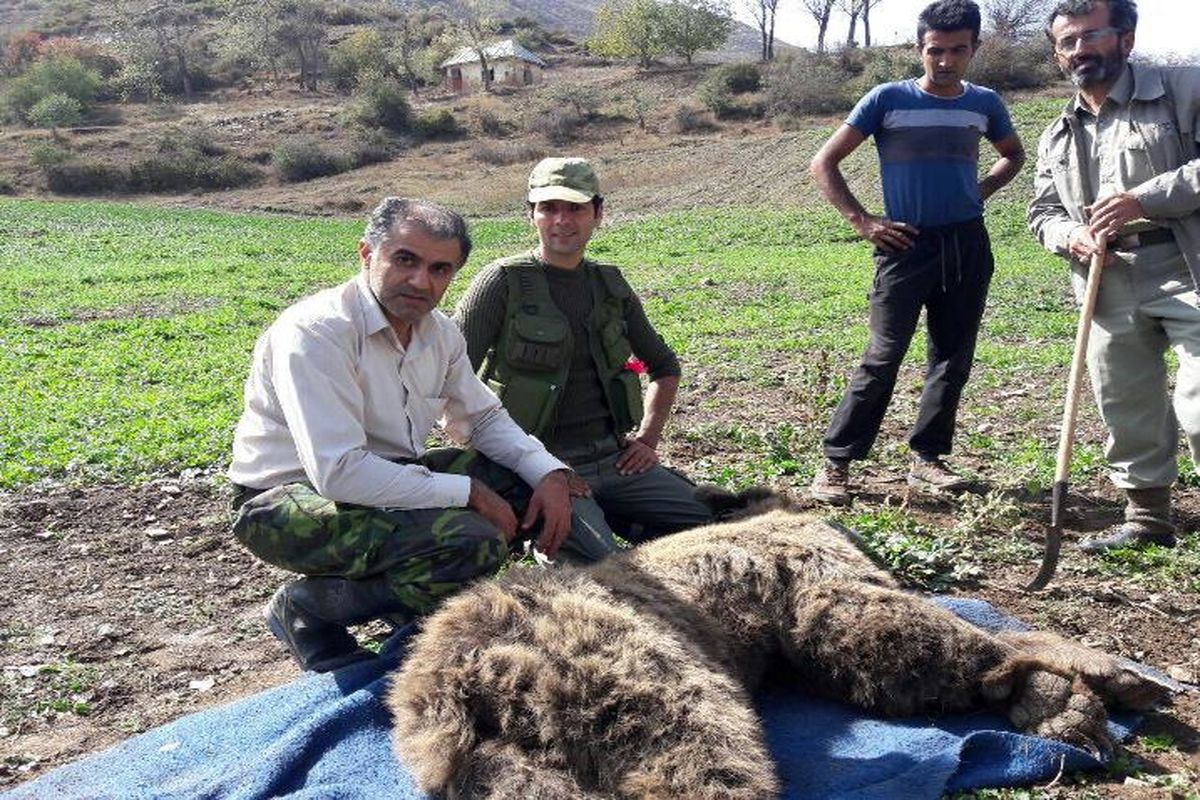 جان سالم به در بردن خرس گرفتار در آمل