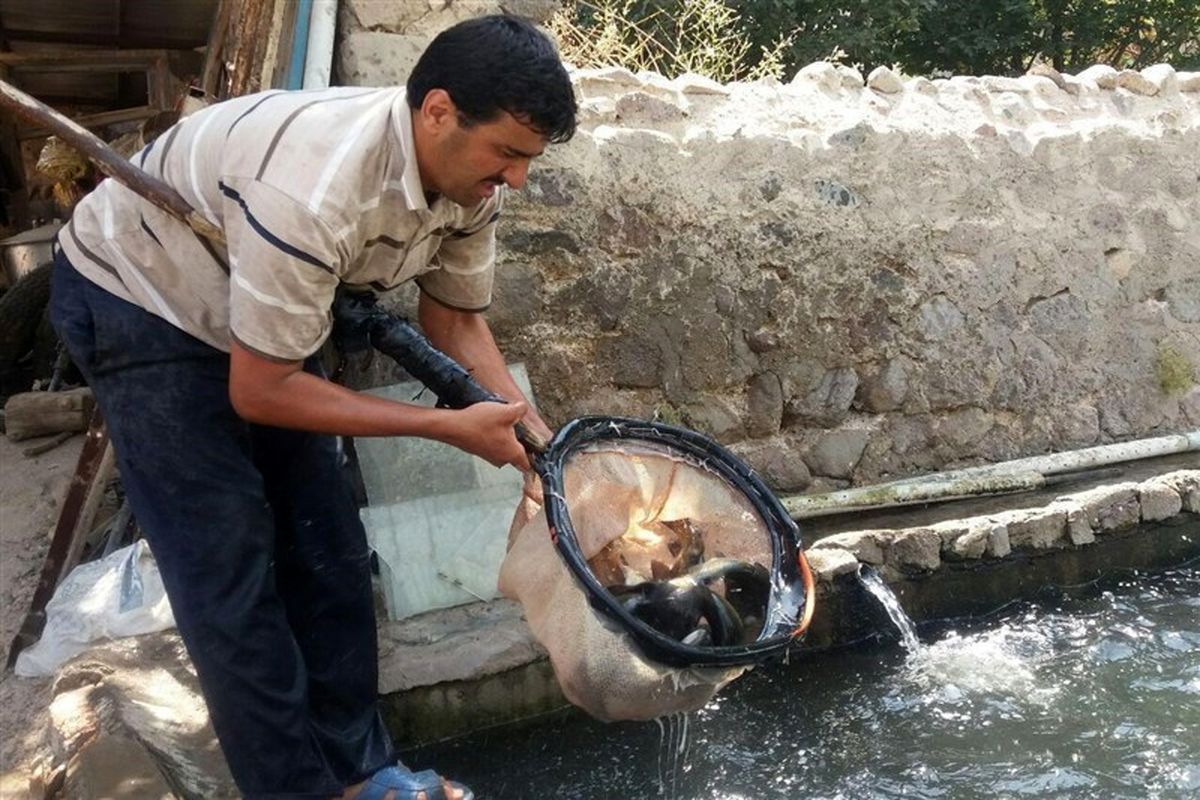 صید ماهیان گرمابی از استخرهای پرورش ماهی هیرمند آغاز شد