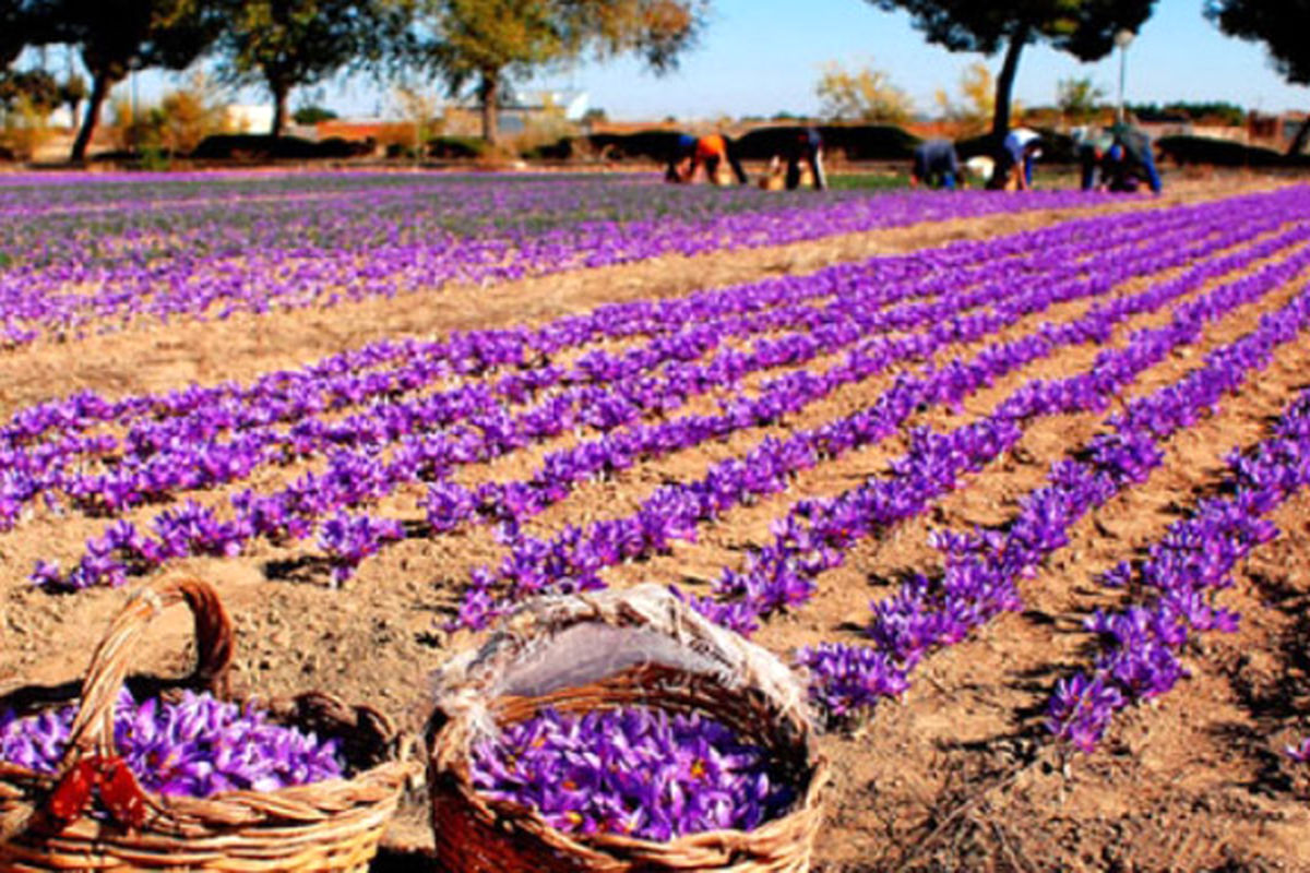 برداشت ۲۰ کیلوگرم زعفران از زمین های کشاورزی سیستان و بلوچستان