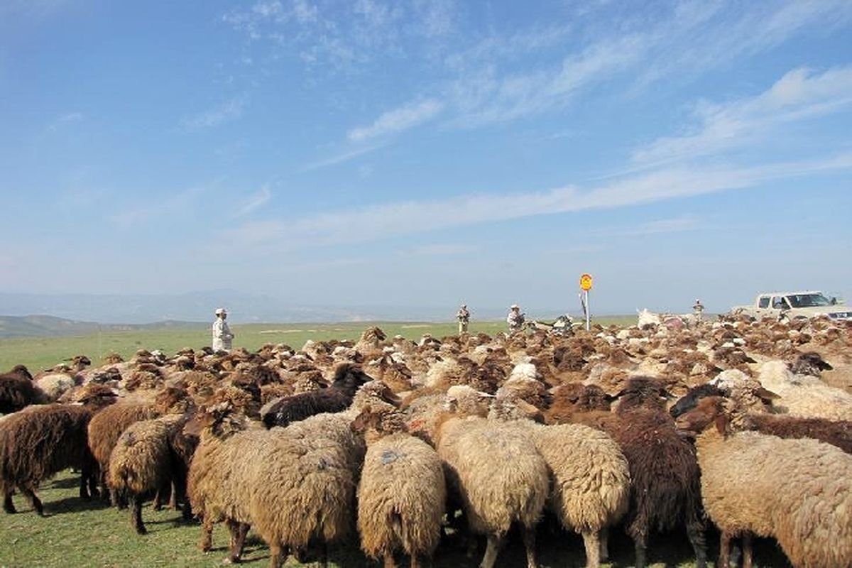 کشف ۱۱۰ راس دام سرقتی در نجف آباد