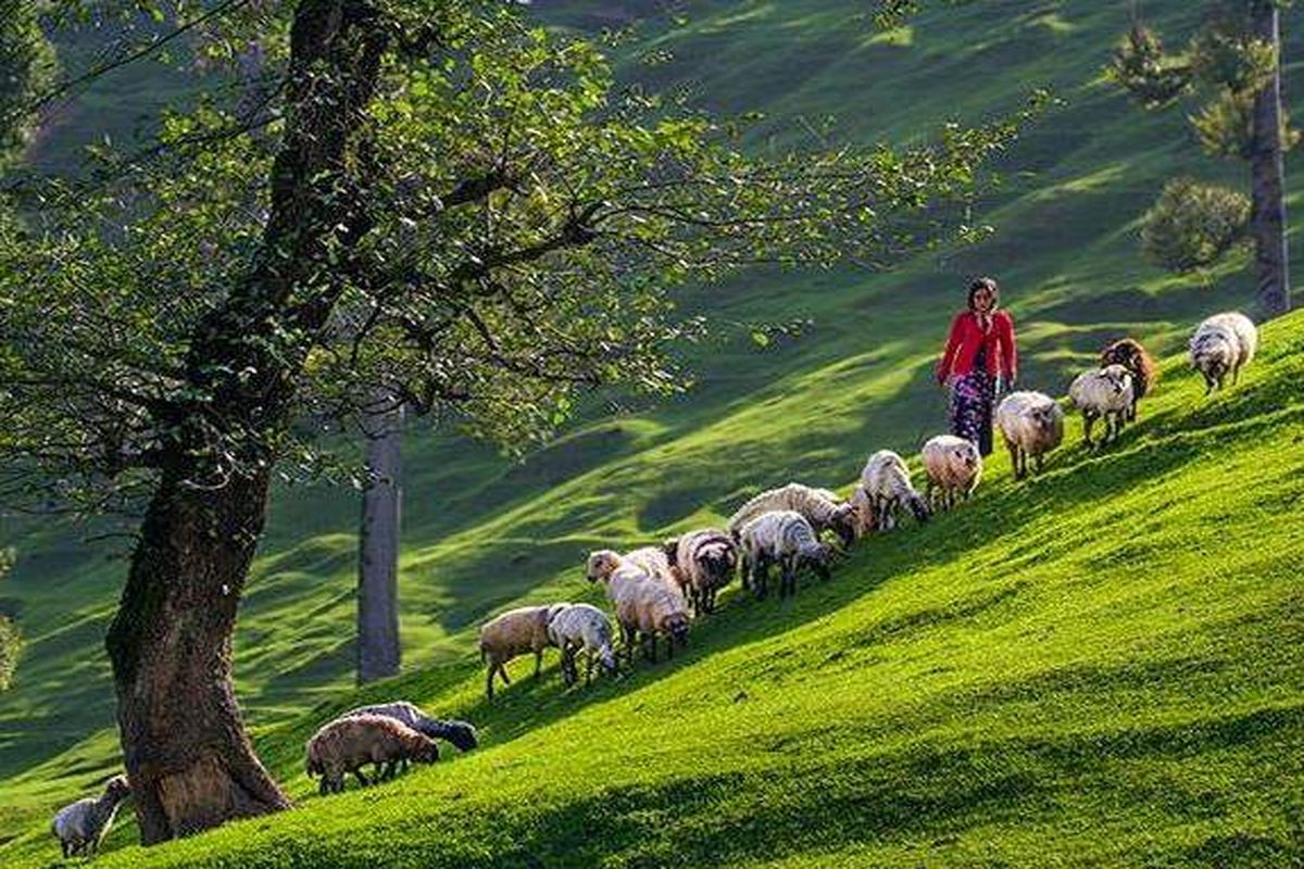 مستند «ایرانگرد» با اختلاف پیشتاز است