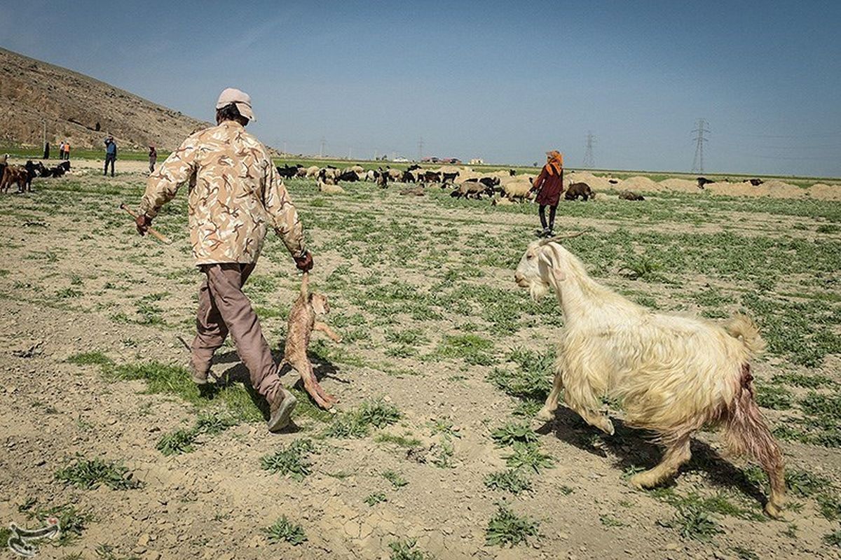 کوچ زود هنگام عشایر هرمزگان