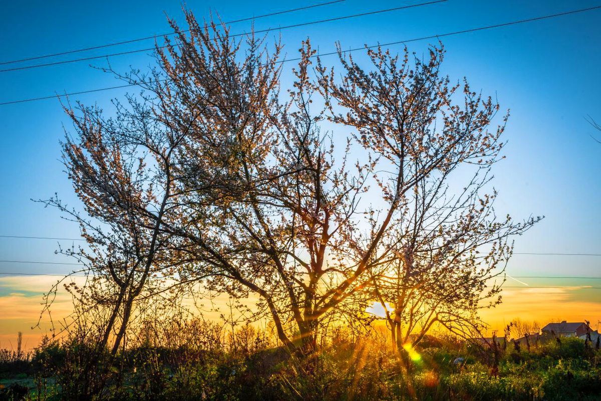 افزایش تدریجی دمای هوای گیلان