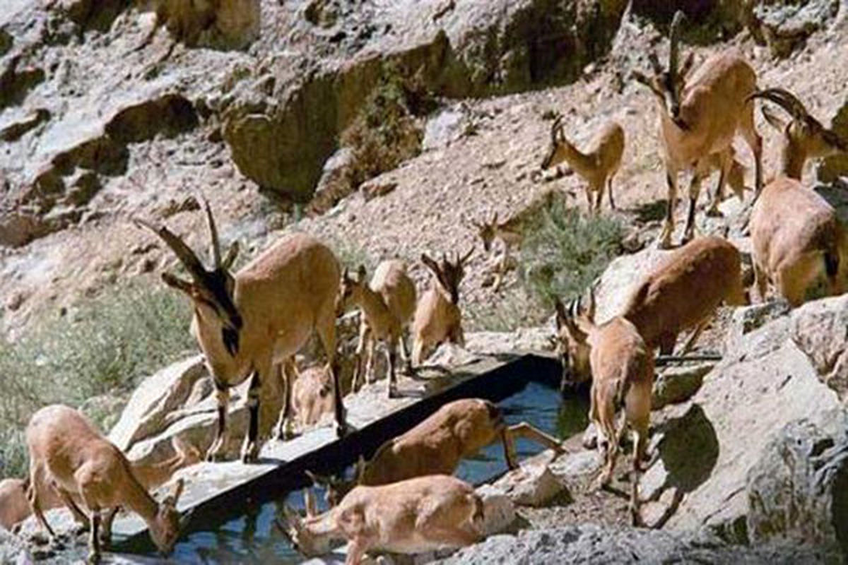 ۳۴۵ متخلف شکار و صید به مراجع قضایی معرفی شدند