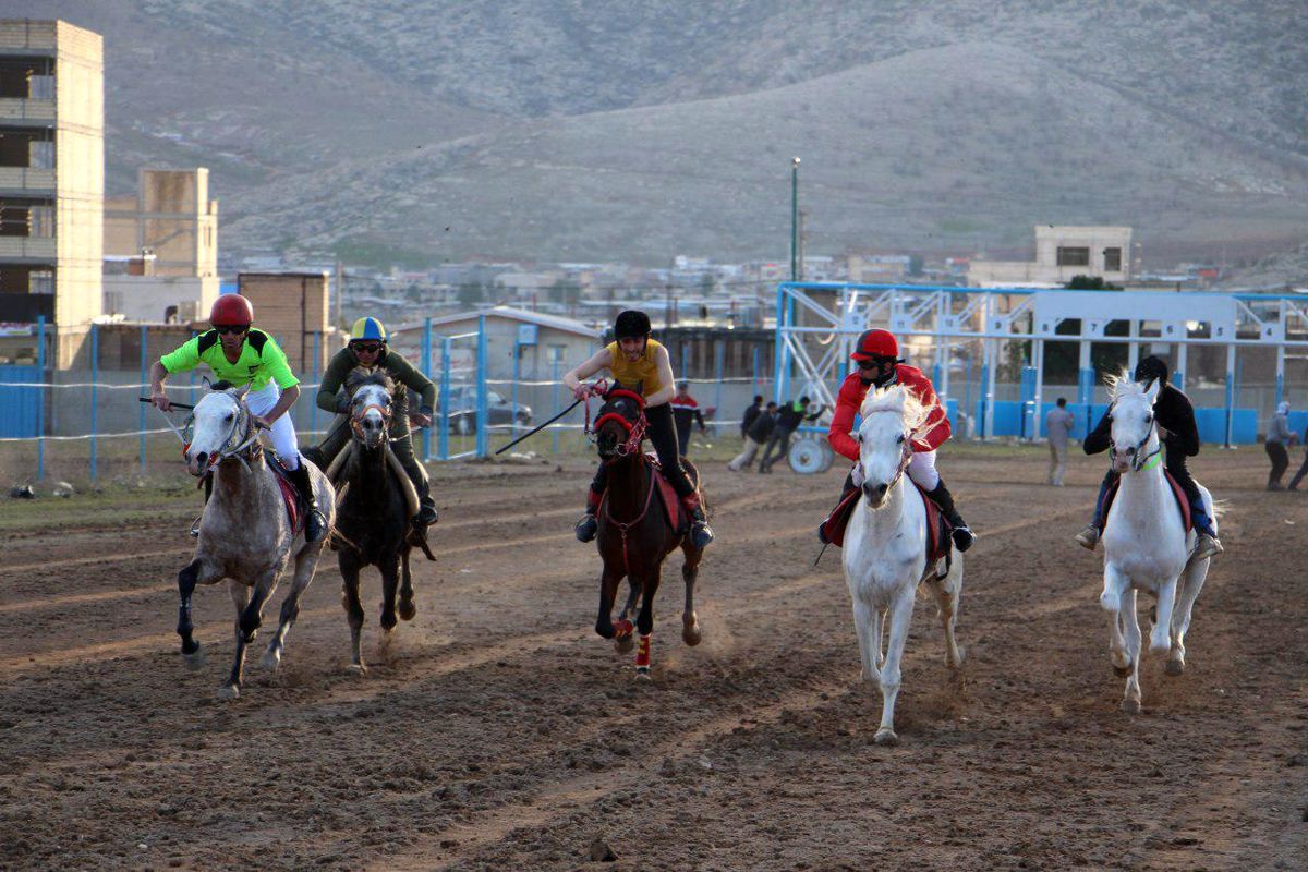 برترین های رقابتهای سوارکاری لرستان  مشخص شدند